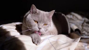Gri tüylü evcil kedi, Şafak vakti yumuşak bir yatakta kürk temizliyor. Kapatın. Saf İngiliz kedisi pençesini diliyle yalıyor. Pencereden düşen güneş ışığı, gölge. Tımarlama. Vücut bakımı. Evcil hayvanlar.