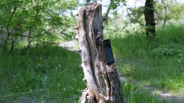 Мобильный Телефон Включенным Экраном Слева Гнилом Пне Лесу Природе Солнечный — стоковое видео