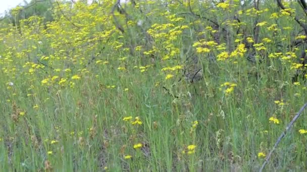 Field Yellow Field Daisies Forest Dry Branches Trees Blooming Meadow — Stock Video