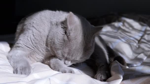 Szary Puszysty Domowy Kot Czyści Futro Świcie Miękkim Łóżku Słońcu — Wideo stockowe