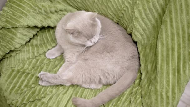 Gray Fluffy Domestic Cat Reinigt Wol Een Groene Zachte Deken — Stockvideo