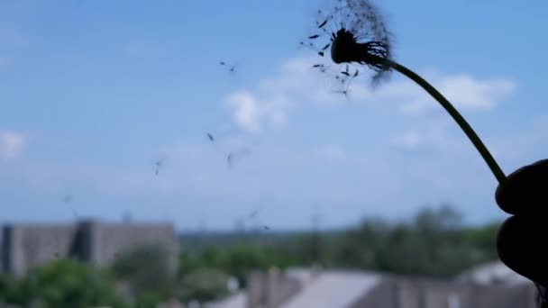 Silhouette Fluffy Dandelion Seeds Scatter Blurred Blue Sky Background Cerca — Vídeos de Stock
