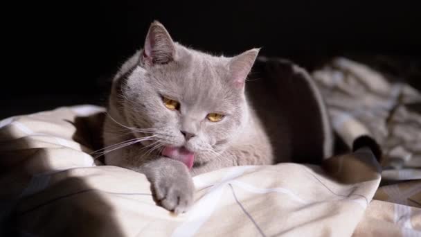 灰色のふわふわの家庭用猫は 太陽の下で柔らかいベッドの上で夜明けに毛皮をきれいにします 閉めろ 純粋な英国の猫は舌で足をなめる 窓から太陽の光が落ちる影 グルーミング ボディケア ペット — ストック動画