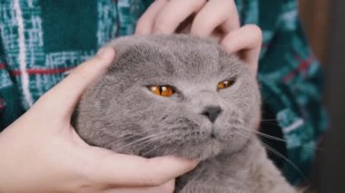 Yaklaş, Çocuk Sarılması, Gri Yumuşak Kedi 'nin Kafasını Elle Okşama. Kareli, sıcak pijamalı, tanınmayan bir çocuk. Kedi portresi. Aşk, ilgi, sevgi, evcil hayvanlarla arkadaşlık. Stres önleyici. Evcil hayvan.