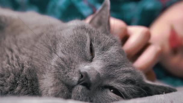 Hands Child Stroking Gray Fluffy British Cat Falling Asleep Een — Stockvideo