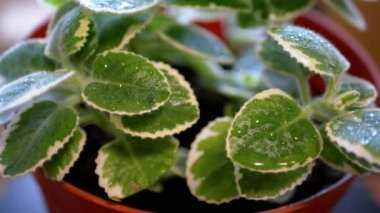 Yakın plan, Fresh Nint Plant with Dew Drops in a Flower Pot on a Dönen Arkaplanda. Güneş ışığının altında Melissa çiçeğinin sulu yeşil yaprakları. Doku. Çaya karşılık bitki. İçeride. Döngü. Seçici odak.