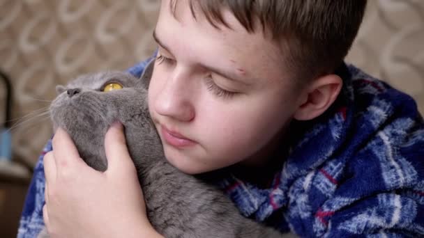 Close Caring Boy Pijamas Hugging Gray British Fluffy Cat Room — Vídeo de stock