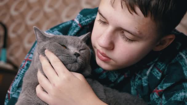 Yakından Sevimli Çocuk Kucaklıyor Gri Ngiliz Yumuşak Kediyi Öpüyor Portre — Stok video