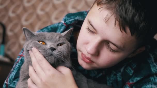 Zamknij Się Loving Boy Przytulanie Całuje Szary Brytyjski Puszysty Kot — Wideo stockowe
