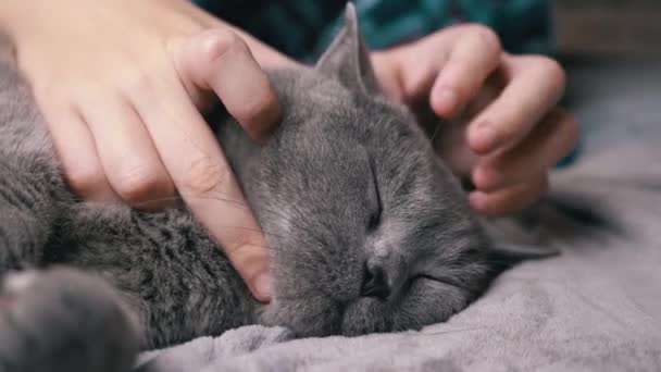 Hands Child Stroking Gray Fluffy British Cat Sleeping Bed Gros — Video