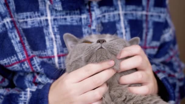 Lähikuva Lasten Halaus Suukkoja Silitti Harmaa Pörröinen Kissa Päähän Kädet — kuvapankkivideo
