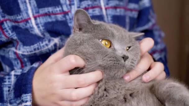 Cerca Abrazo Infantil Acariciar Gato Gris Esponjoso Cabeza Con Las — Vídeo de stock