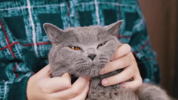 閉じる 子供の抱擁 手で頭の上に灰色のふわふわの猫を撫でる 暖かいパジャマを着た認識できない少年 猫の肖像画 ペットとの友情 抗ストレス ペット — ストック動画