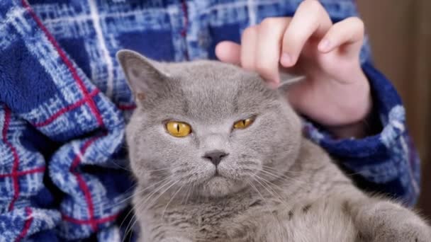 Närbild Barnkramas Stroking Grå Fluffig Katt Huvudet Med Händerna Oigenkännlig — Stockvideo