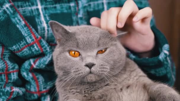 閉じる 子供の抱擁 手で頭の上に灰色のふわふわの猫を撫でる 暖かいパジャマを着た認識できない少年 猫の肖像画 ペットとの友情 抗ストレス ペット — ストック動画