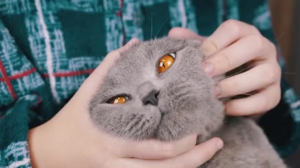 Close Child Hugging Kisses Stroking Gray Fluffy Cat Head Hands — Stock Video