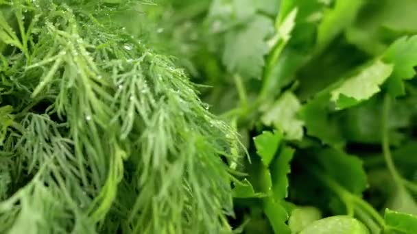 Közelkép Forgatás Juicy Fresh Herbs Kapor Hagyma Petrezselyem Egy Fórumon — Stock videók