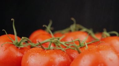 Yakın plan Olgunlaşmış Kırmızı Domates Siyah Arkaplanda Dönüyor. Spreyle. Makro. Bir sürü olgun, temiz domates, yeşil dallar, su damlaları. Yansıma, ışık, parıltı. Sebze hasadı.