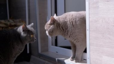 Yakından, İki Büyük Gri Kedi Balkonda Yürüyor, Kapıda Duruyor. Meraklı hayvanlar birbirlerine bakar, güneşin gölgesinde geriye bakarlar. Eşikte dur, kapı açık. Yaşam biçimi.