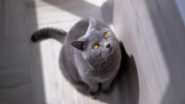 Gri tüylü evcil kedi yerde oturur, güneş ışığına bakar, kafasını kaldırır. Kapatın. İzole edilmiş. Düşen gölgeler, güneş ışınları. Yeşil gözlü İngiliz safkan kedisi balkonda güneşleniyor..