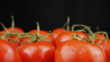 Yaklaş, Olgun Kırmızı Domates Siyah Arkaplanda. Spreyle. Makro. Bir sürü olgun, temiz domates, yeşil dallar, su damlaları. Yansıma, ışık, parıltı. Sebze hasadı. 4K.