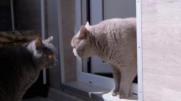 Close Twee Grote Grijze Katten Lopen Balkon Staande Deuropening Nieuwsgierige — Stockvideo