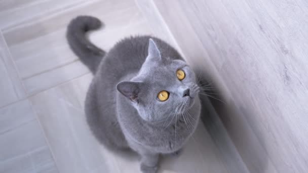 Szary Puszysty Kot Domowy Siedzi Podłodze Spogląda Górę Światło Słoneczne — Wideo stockowe