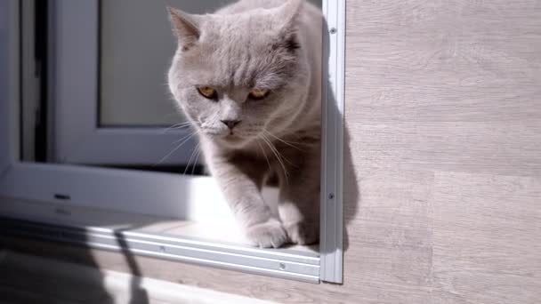 Tutup Gray Fluffy Cat Berjalan Melalui Doorway Dari Shade Matahari — Stok Video