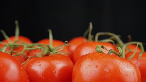 閉じます 黒の背景に振りかける熟した赤いトマト スプレー マクロだ 緑の小枝と熟したきれいなトマトの多くは 水が落ちる グレア 野菜の農場の収穫 — ストック動画
