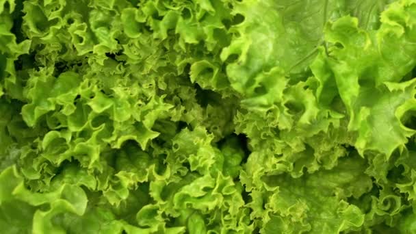 近距离观察 多汁绿叶叶在轮作背景下的结构 慢动作穿过卷曲的叶子 有选择的重点 绿色食物背景 模糊的动议 冰岛人 健康食品 — 图库视频影像