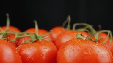 Yaklaş, Olgun Islak Kırmızı Domatesler ve Su Damlaları Kara Arkaplanda Dönüyor. Boşluk. Bir sürü yeşil dallı olgun taze domates. Yansıma, ışık, parıltı. Sebze hasadı. Makro.