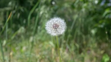 Bulanık Doğanın Arkasında Rüzgardan Yavaş Bir Karahindiba Sallanıyor. Kapatın. Seçici odaklanma. Bir tane. Çayırda yetişen tüylü bir karahindibanın beyaz kuru tohumları. Güneş ışığı. Boşluğu kopyala.