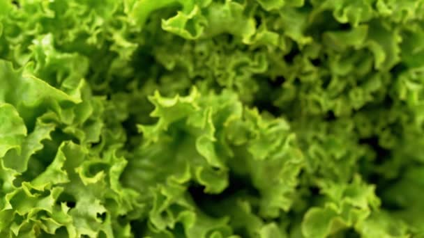 stock video Close up, Texture of Juicy Green Lettuce Leaves on Rotating Background. Slow motion through curly leaves. Structure. Selective focus. Green food background. Macro. Blurred motion. Vegan. Healthy food.