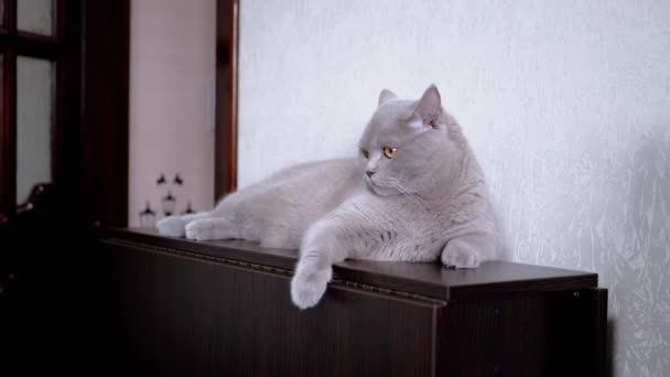 疲倦的灰绒绒猫在房间的衣橱或架子的表面休息 吃惊的宠物伸出手躺在墙边 看着摄像机 有绿眼睛的英国猫 家庭内部 — 图库视频影像
