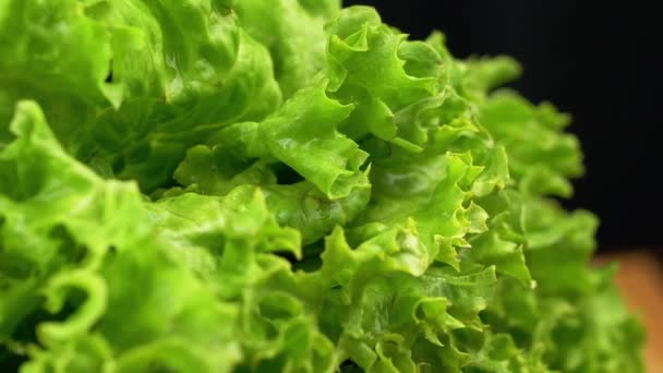 Close up, Texture of Juicy Wet Green Lettuce Leaves on a Black Background. Slow motion through curly leaves. Structure. Selective focus. Green background. Macro. Blurred motion. Vegan. Healthy food.