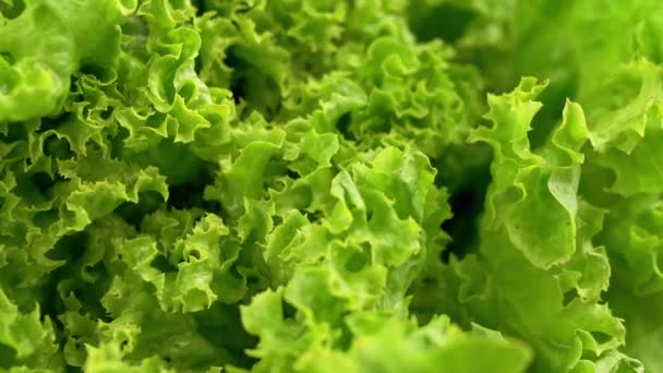 Közelről Textúra Lédús Zöld Saláta Levelek Mozgó Háttér Lassú Mozgás — Stock videók