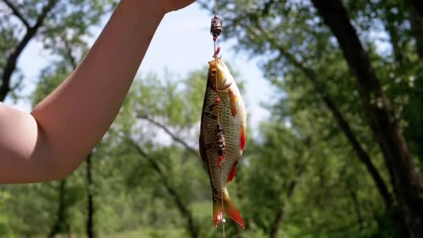 Close Caught Freshwater Big Fish Rudd Wiszący Haczyku Wędkarskim Przynętami — Wideo stockowe