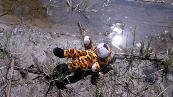 Lost Soft Toy Tiger Lies Wet Sand River Bank Water — Stock video