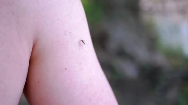 Mosquito Bebiendo Sangre Los Bosques Fondo Borroso Naturaleza Cerca Chupasangre — Vídeos de Stock