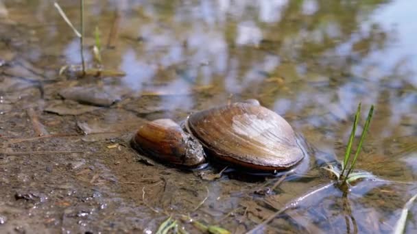 Δύο Bivalve Γλυκού Νερού Mussel Βρίσκεται Στην Όχθη Του Ποταμού — Αρχείο Βίντεο