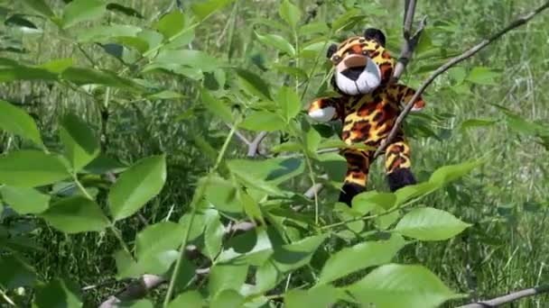 Потерянный Мягкий Игрушечный Тигр Ветвях Деревьев Лиственном Лесу Лучах Солнечного — стоковое видео