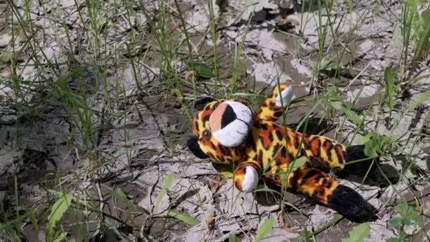 Lost Soft Toy Tiger Lies Wet Cracked Ground Grass Forest — Stock video
