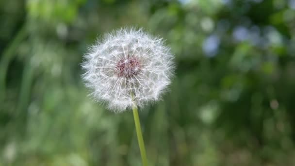 Slow Swaying Dandelion Wind Blurred Background Nature Inglés Cerca Enfoque — Vídeo de stock