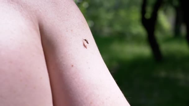 모기들 마시는 자연의 놓는다 흡입기 바이러스 말라리아 자연계 에서의 — 비디오