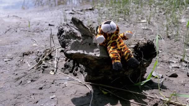 Lost Plüschtier Eines Tigers Liegt Auf Einem Alten Snag Flussufer — Stockvideo
