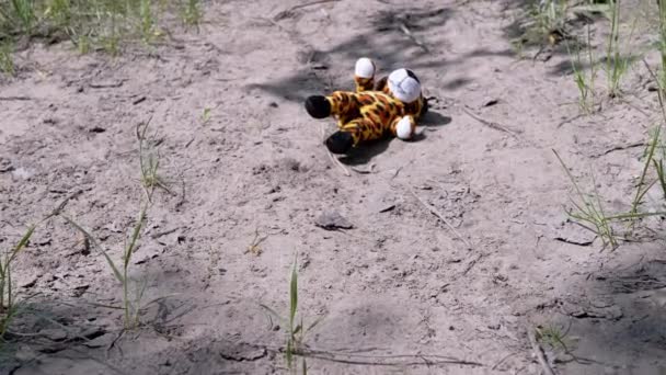 Χαμένο Μαλακό Παιχνίδι Του Νεογνού Τίγρη Κείτεται Στη Βρώμικη Άμμο — Αρχείο Βίντεο