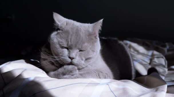 灰色のふわふわの家庭用猫は 太陽の下で柔らかいベッドの上で夜明けに毛皮をきれいにします 閉めろ 純粋な英国の猫は舌で足をなめる 窓から太陽の光が落ちる影 グルーミング ボディケア ペット — ストック動画