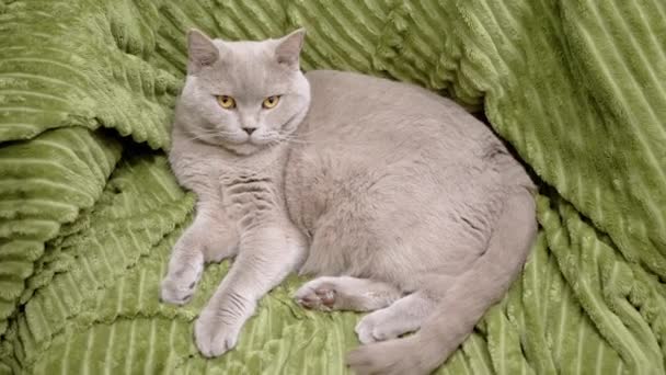Szary Puszysty Kot Domowy Spoczywający Zielonym Miękkim Kocu Czysty Brytyjczyk — Wideo stockowe