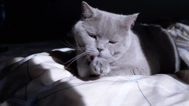 Gray Fluffy Domestic Cat Limpa Pele Pela Manhã Amanhecer Uma — Vídeo de Stock