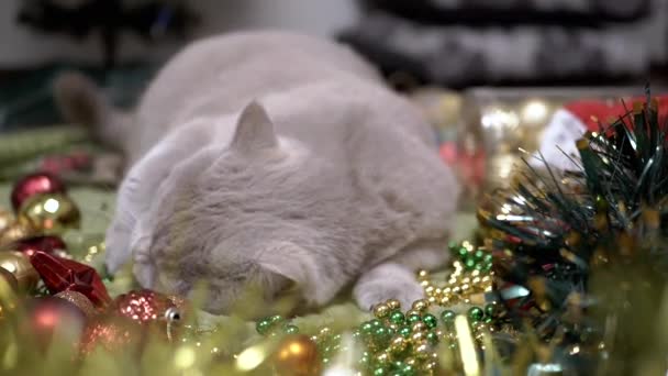 クリスマスの装飾やクリスマスのおもちゃで遊ぶ遊び心のある国内猫 ふわふわの灰色の英国の猫は柔らかい敷物の上にあり ガーランド ビーズ ボールの近くに床に広がっています 休みなさい クリスマスの背景 — ストック動画